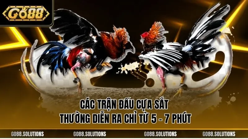 Các trận đấu cựa sắt thường diễn ra chỉ từ 5 - 7 phút