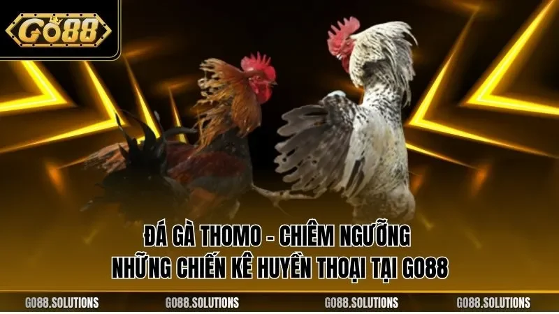 Đá gà Thomo – Chiêm ngưỡng những chiến kê huyền thoại tại GO88