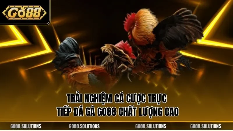 Trải nghiệm cá cược trực tiếp đá gà GO88 chất lượng cao 