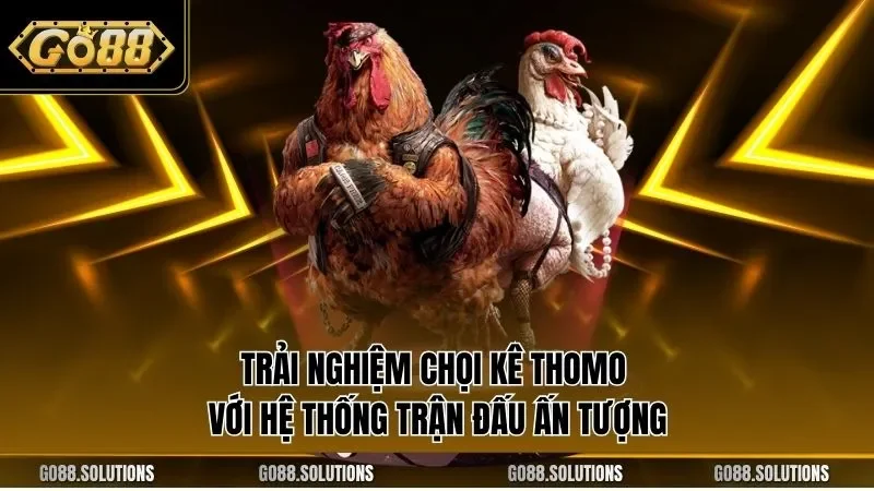 Trải nghiệm chọi kê Thomo với hệ thống trận đấu ấn tượng
